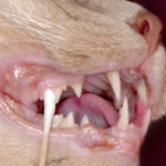 Why Care For Your Cats Teeth? Pt 1