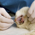 Why Care For Your Cats Teeth? Pt 1